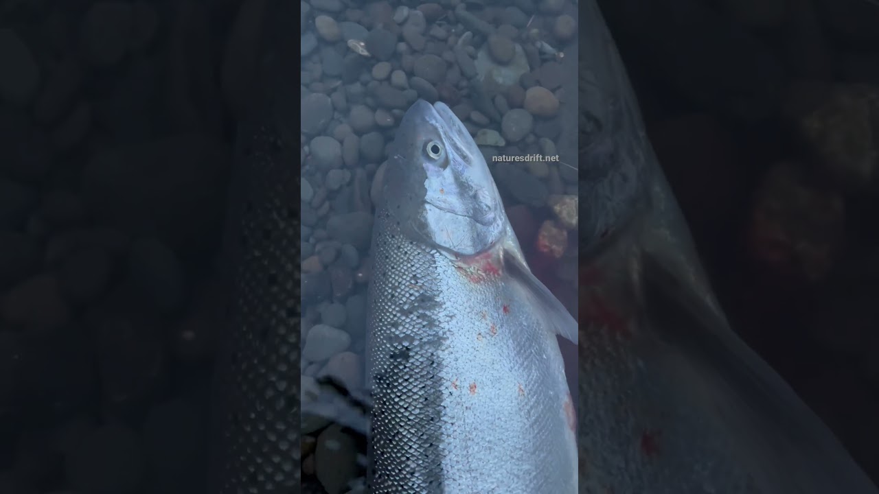 Winter Run Steelhead : Olympic Peninsula