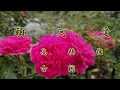 船頭可愛や(打ち込み、尺八)
