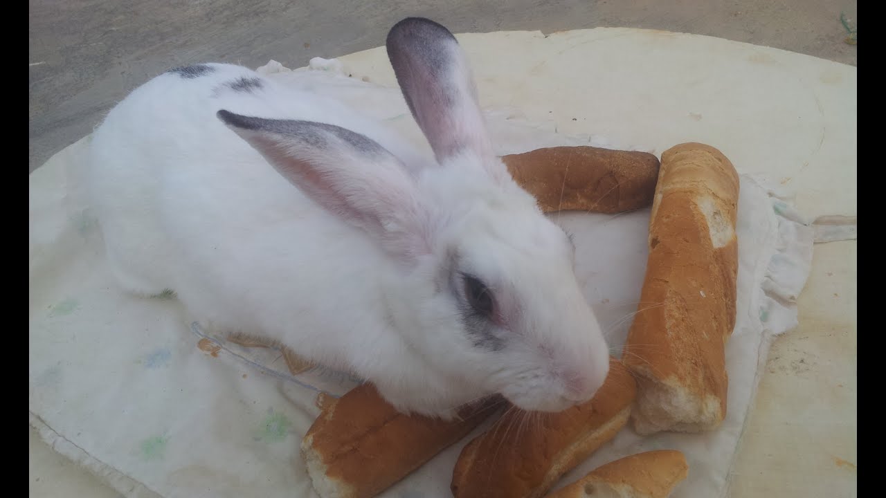 كمية علف الأرانب الموصى بها حسب عمر كل الأرنب