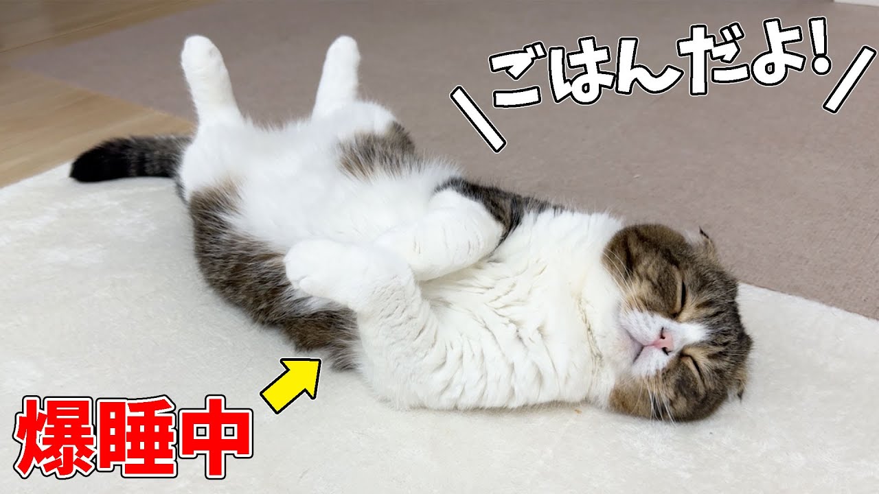 昼寝中の猫に『ごはんだよ』と伝えてみた結果…思わず笑顔になる『検証 