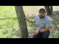 Tree Service In Dallas Fort Worth Arlington Area | Tree Decay