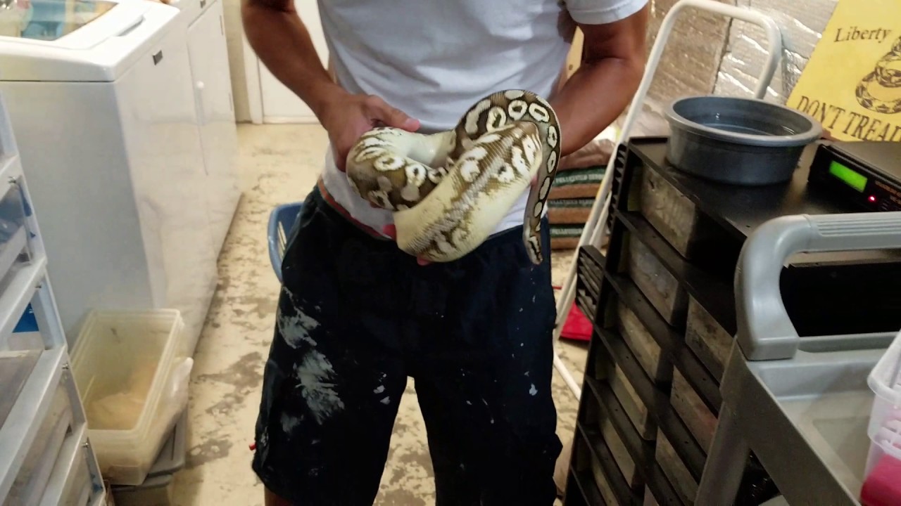 Finally the first clutch of the season is here. Pastel Sugar X Hypo Pastel Butter Enchi