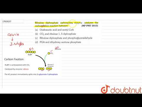 Ribulose diphosphate carboxylase enzyme catalyses the carboxylation reaction between