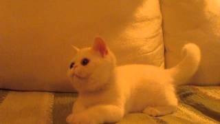 Muffin Cattery Boy Exo White 3 Month