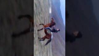 Yorga at gasga serdar qax