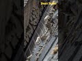 Mountain Goats Race Down the Dam Cliff: Mastering the Steepest Slopes