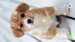 Puppies Live Wallpaper screenshot 4