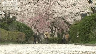 各地でサクラ見納めに・・・花散らす強い風雨も（12/04/11）