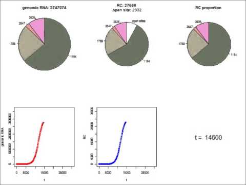 S1 Movie: Simulated course of single-cell infection