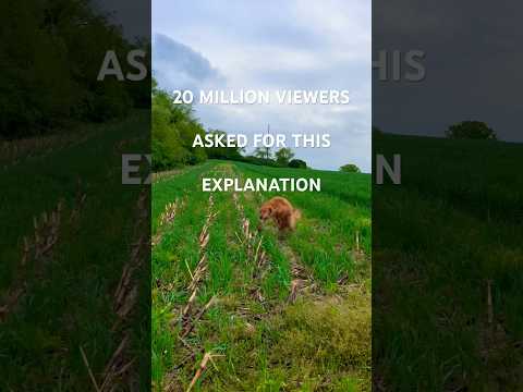 DONT LET YOUR DOG DO THIS PART II EXPLANATION Goldenretriever Dog Dogfails 