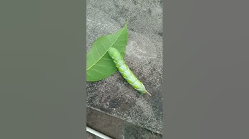 Goliath worm 🐛 larvae || manduca || insect green larvae || moth larvae #hornworm #goliath