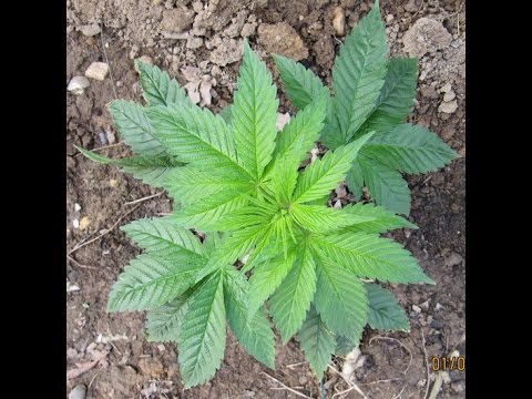 OutdoorGrow Weed/Cannabis Anfänger Tutorial #1 "Die Besten Seeds Für Anfänger Und Die Heimat"