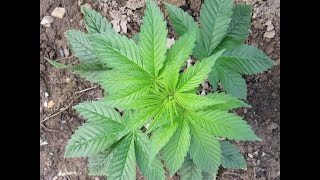 OutdoorGrow Weed/Cannabis Anfänger Tutorial #1 "Die besten Seeds für anfänger und die Heimat"