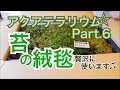 日本のアクアテラリウム水槽立上げ Part.6