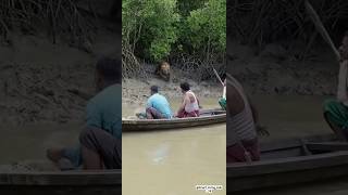 On Camera Savage Tiger Attack On Fishing Boat In Sundarbans Mud