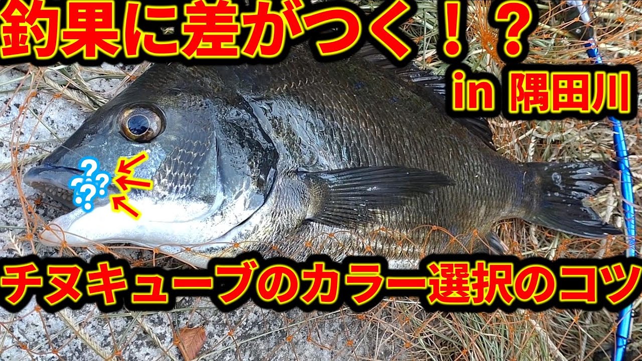 チヌキューブ】釣果に差がつく！？チヌキューブのカラー選択のコツ in