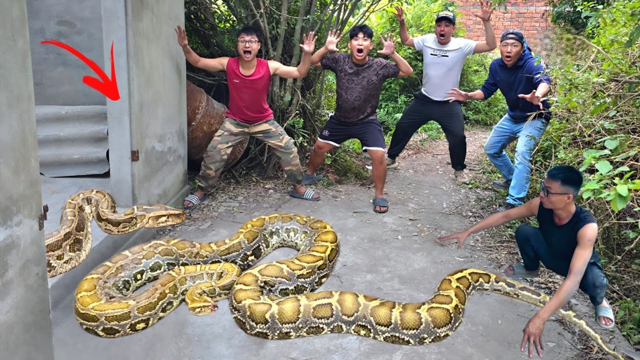 Отважный эксперт спас молодого человека от гигантского золотого питона.