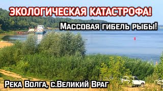 Экологическая катастрофа на р.Волга с.Великий Враг.Массовая гибель рыбы!!!