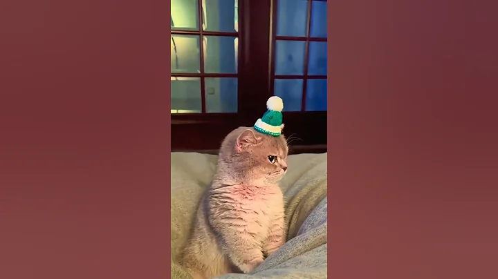 Watch the video about Funny Cat Videos | Try not to Laugh 😹