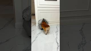 “The Tiny Dog Who Carried His Little House Everywhere”