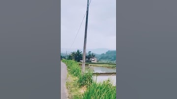 suasana perkampungan pagi hari pemandangan #sawah #pegunungan #music #video #shorts