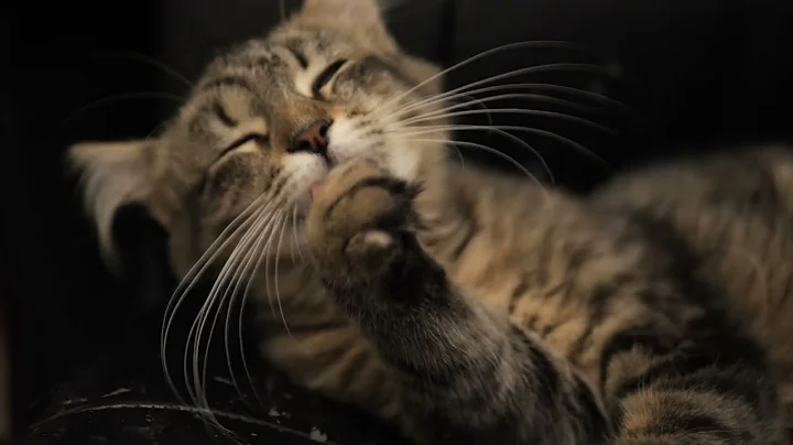 Video 3442361: fluffy norwegian forest cat, miss fluffy norwegian forest, forest cat living, cat attacks, cute kitten cleaning, sweet cat, usa cat