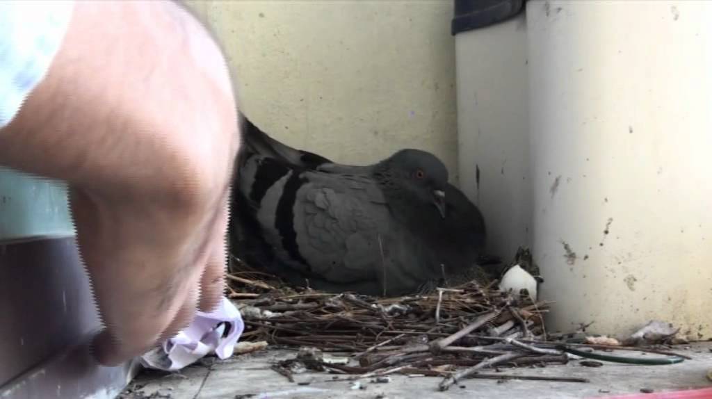 Mother pigeon protecting her babies YouTube