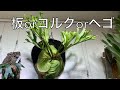 【初心者向け】ビカクシダの「着生材」について熱く語ってみた。