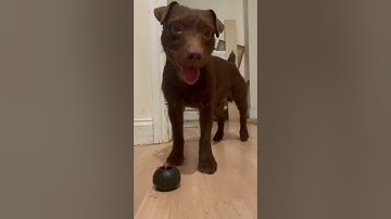 Dog animation refference.001