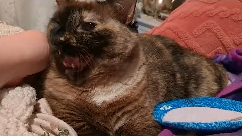 Video 11894931: gatos siamese cat, siamese cat cute animals, post