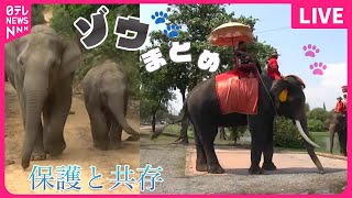 【ゾウまとめ】問題視された“ゾウの調教”/ 沼にはまったゾウの危機…救出に「ショベルカー」 / 4月19日は「飼育の日」/激しい鳴き声を続けるゾウ…どうぶつニュースライブ（日テレNEWS LIVE）
