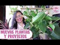 NUEVAS PLANTAS y ahora qué sigue en el jardín│Candy Bu