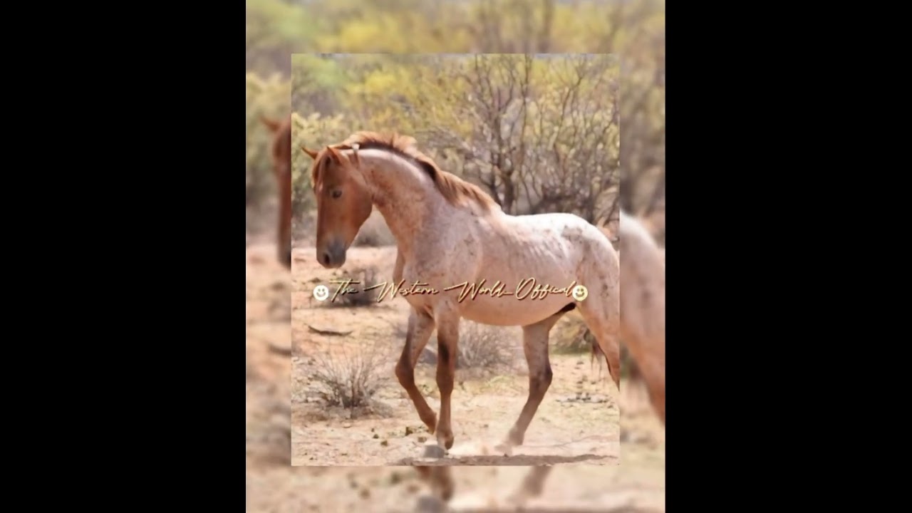 Roans are one of a kind🔥🫠