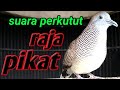 Suara PERKUTUT lokal, - pikat semua perkutut bisu