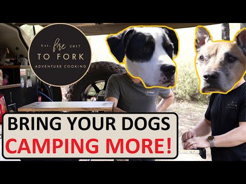 Wideo: Jak używać psów ognistych?