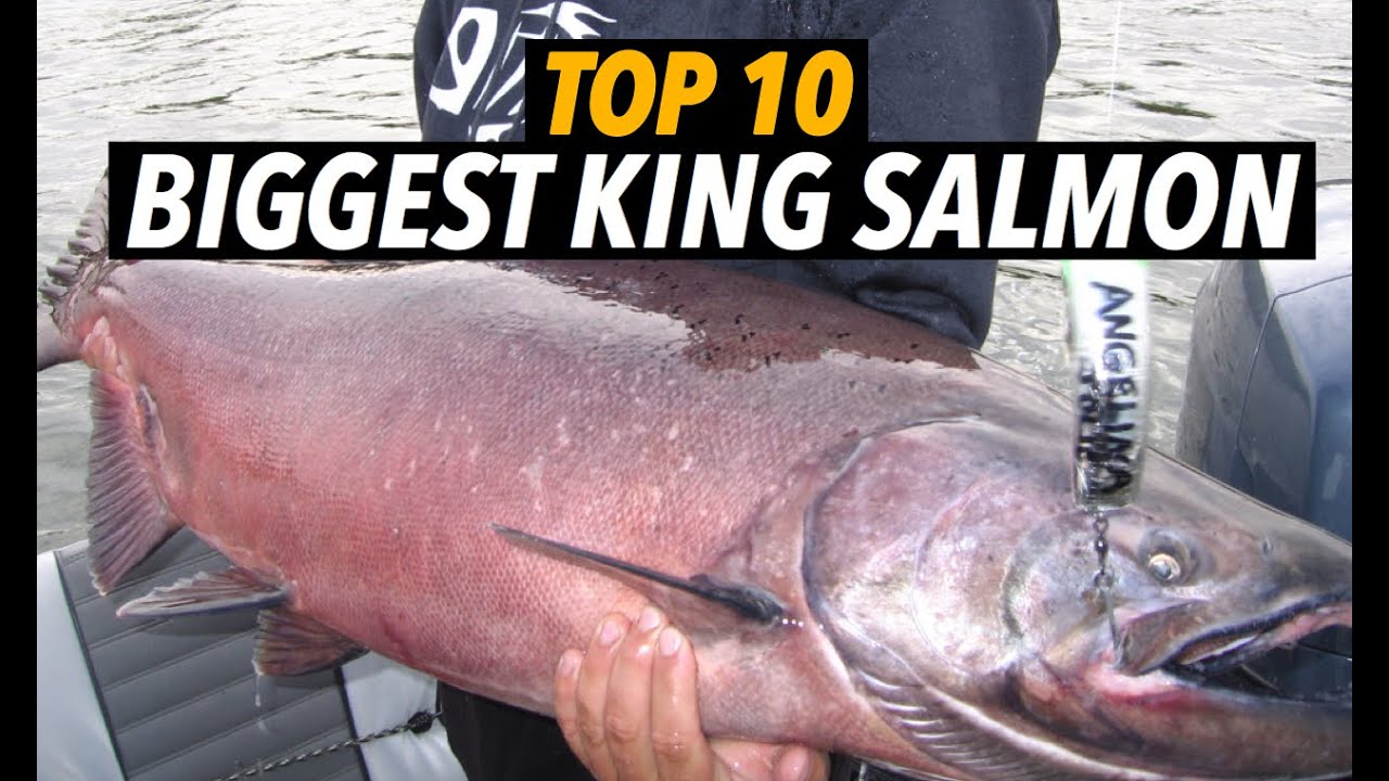 What'S The Biggest Salmon Ever Caught?