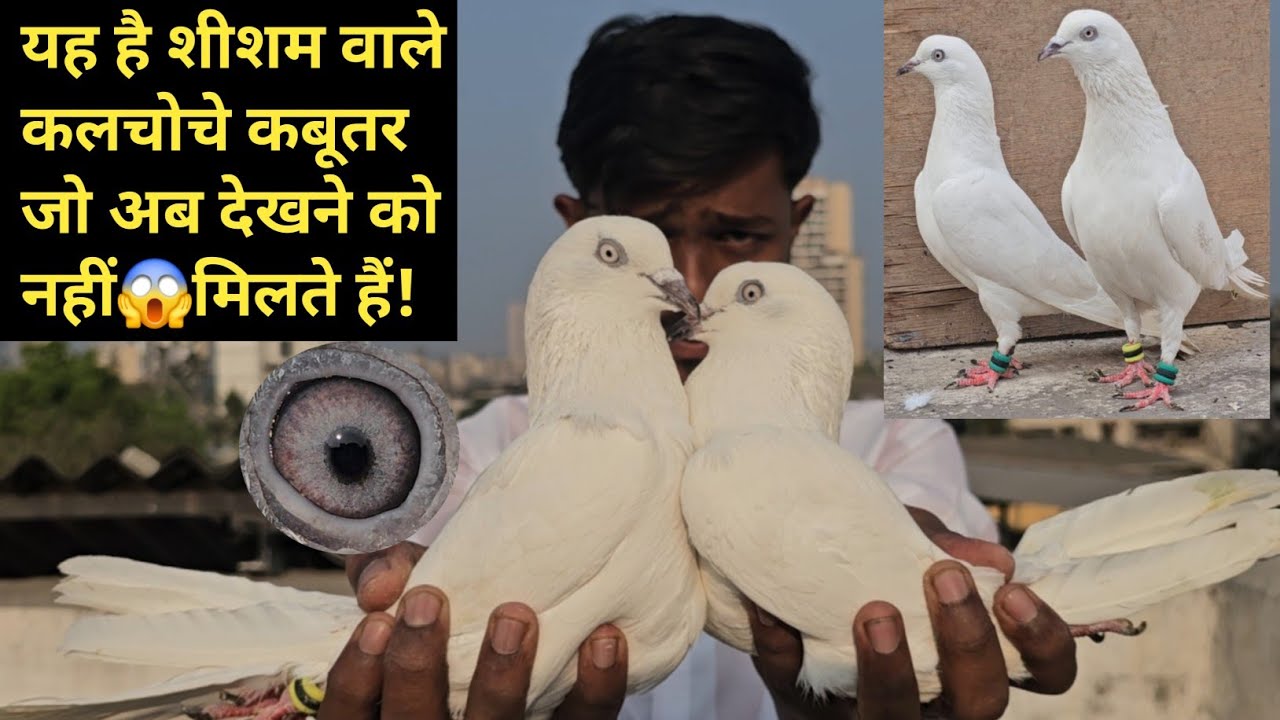 Kalyan Ke Aakash Bhai Ke Sambhal Wale, Sisam Wale😱Kalchoche, Nayab Saharanpuri, Rajasthani Kabootar.