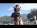 【田舎暮らし】おちゃめなヤギ特集