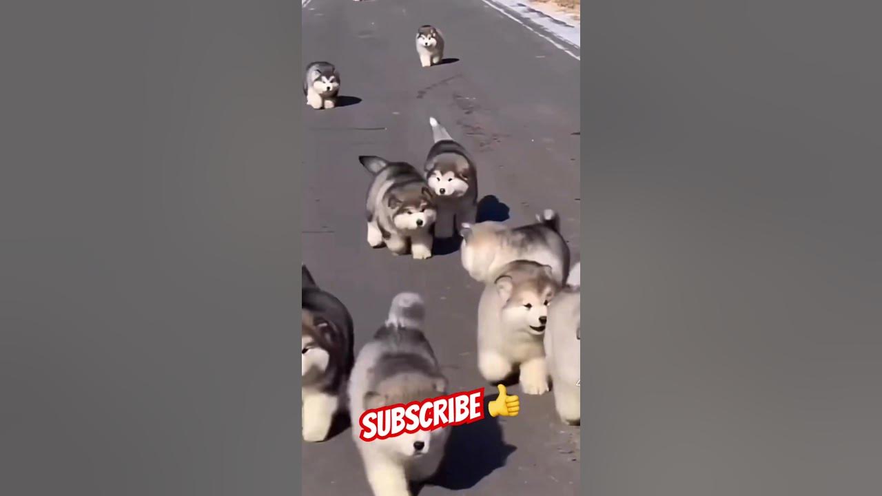 Who Let The Dogs Out ️ #dogs #puppydog #cute #pets #foryou - YouTube - What Is Who Let The Dogs Out About