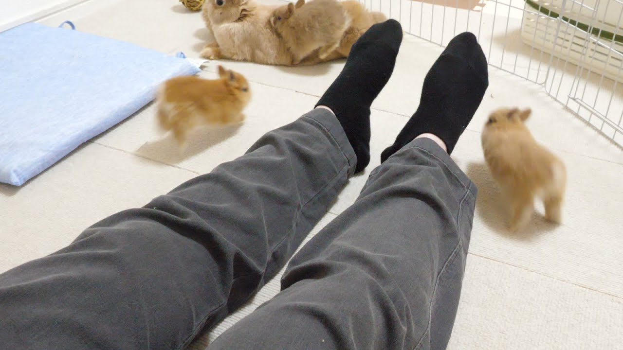 「走る」を覚えた五つ子赤ちゃん