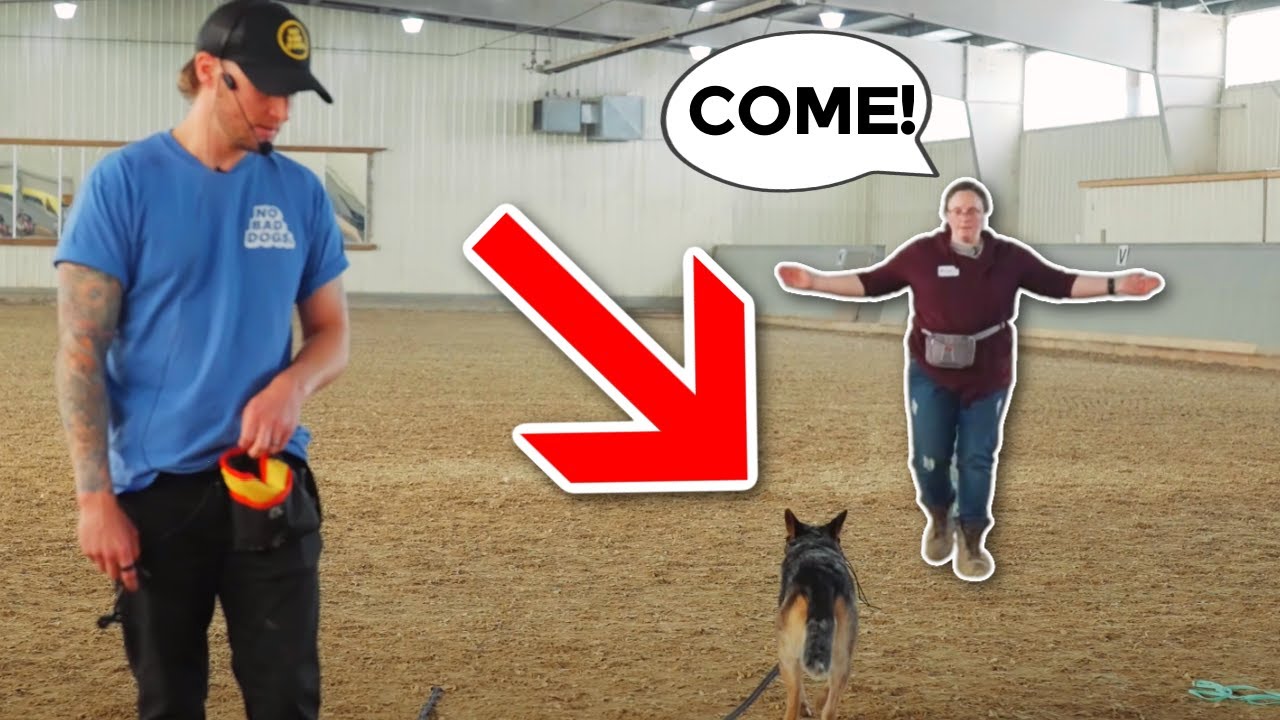 Как правильно ввести дистанционный ошейник!