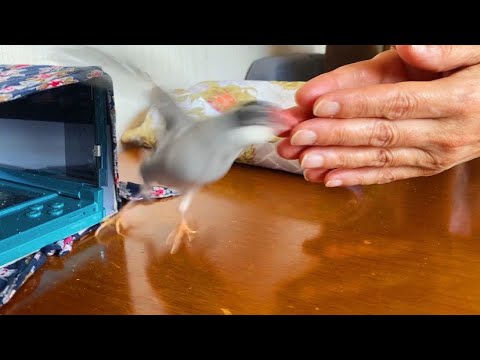 文鳥の気まぐれブチ切れ母爆笑　java sparrow