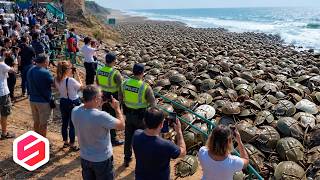 7 Fenomena Aneh Saat Ribuan Hewan Muncul di Pantai