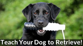 Teach Your Labrador Retriever to Fetch!