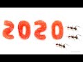 Ants vs 2020 Time Lapse