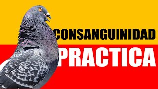 CONSANGUINIDAD PRACTICA. Preguntas y Respuestas. Testimonios y Experiencias
