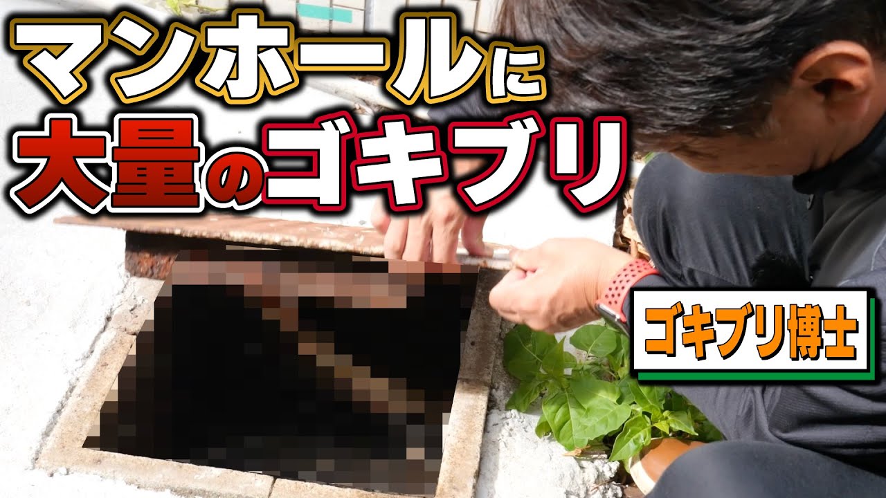 【ゴキブリマンホール】ワモンゴキブリ大量発生【害虫駆除業者】【飲食店】【大量発生】 YouTube 【ゴキブリマンホール】ワモンゴキブリ大量発生【害虫駆除業者】【飲食店】【大量発生】 YouTube