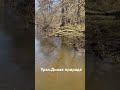 Она не боиться воды. И бурного течения тоже.Водяная крыса(Arvicola Amphibius)