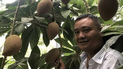 Cây hồng xiêm thái lan giống cây trồng nhập khẩu kinh tế mới || Sdt/0867.878.995