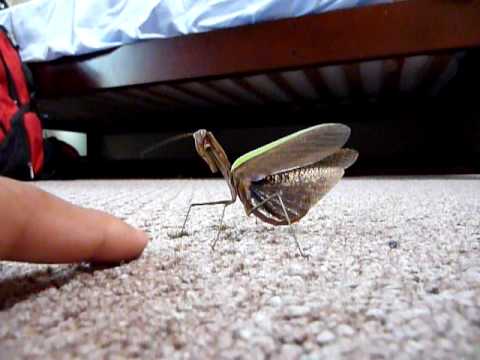 Praying Mantis Attack :P
